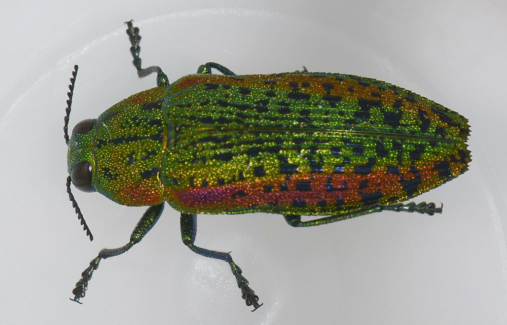 Lamprodila decipiens, Buprestidae